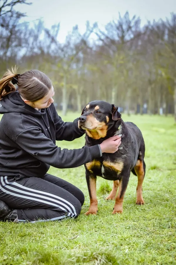 Pies do adopcji, Radom, 4 października 2024 (5/5)