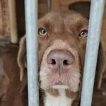 Pies do adopcji