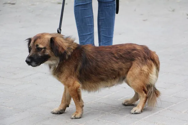 Pies do adopcji, Oborniki, 26 września 2024 (4/5)