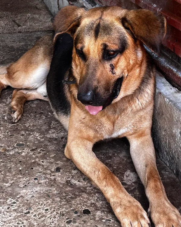 Pies do adopcji, Orzechowce, 28 sierpnia 2024 (1/5)