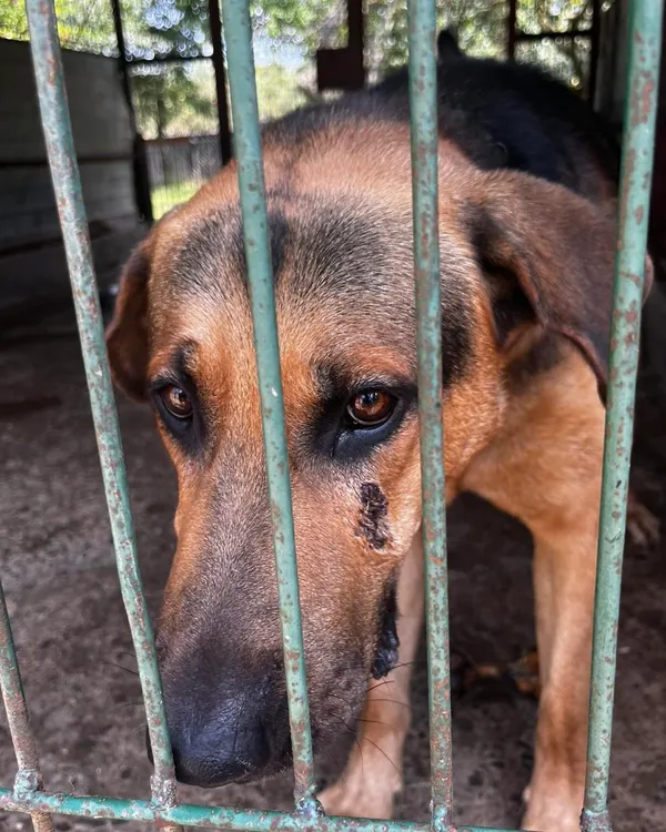 Pies do adopcji, Orzechowce, 28 sierpnia 2024 (2/5)