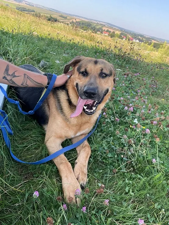 Pies do adopcji, Orzechowce, 28 sierpnia 2024 (4/5)