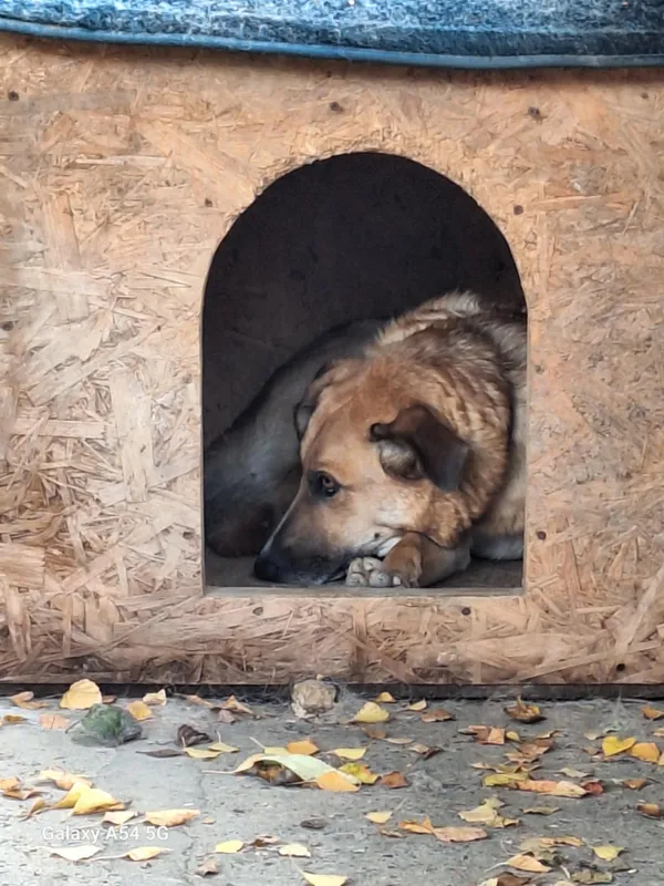 Pies do adopcji, Orzechowce, 24 sierpnia 2024 (1/5)