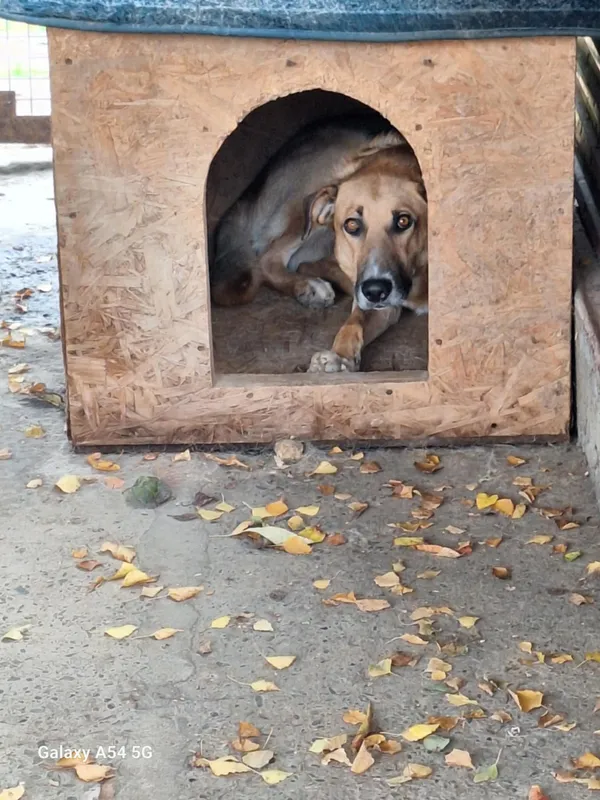 Pies do adopcji, Orzechowce, 24 sierpnia 2024 (2/5)