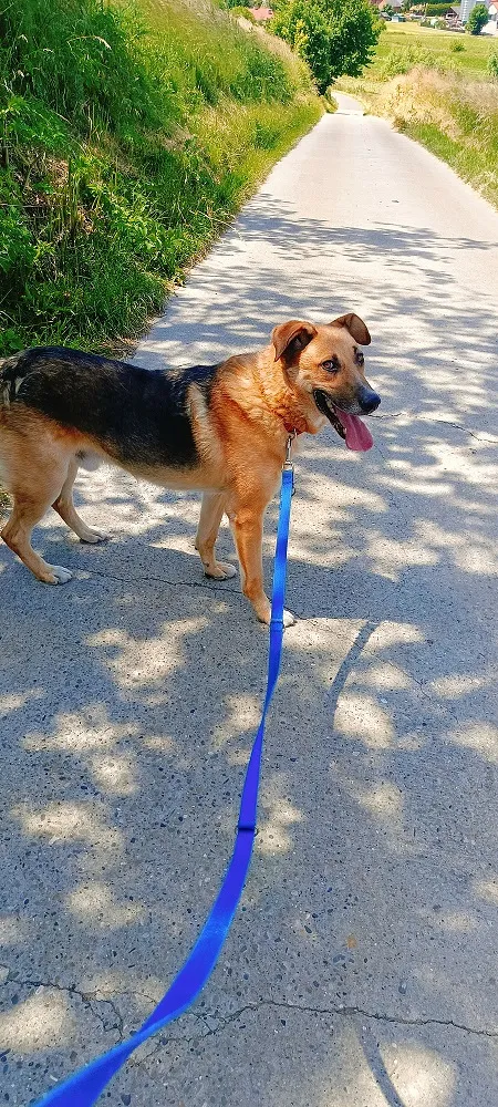 Pies do adopcji, Orzechowce, 24 sierpnia 2024 (3/5)