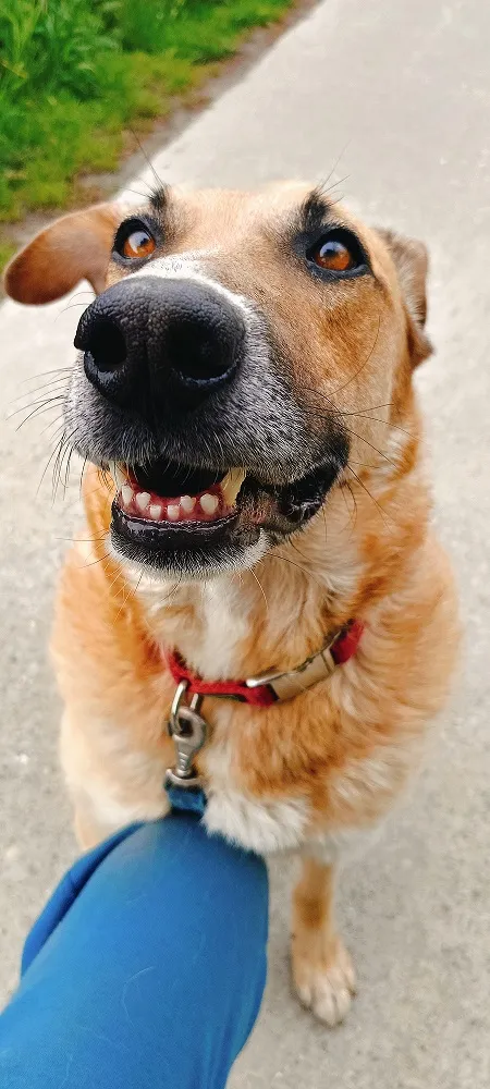 Pies do adopcji, Orzechowce, 24 sierpnia 2024 (4/5)