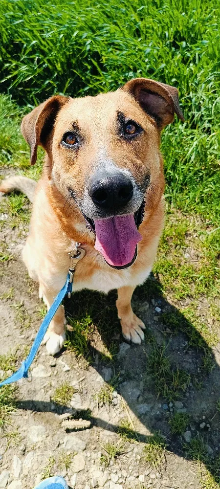 Pies do adopcji, Orzechowce, 24 sierpnia 2024 (5/5)