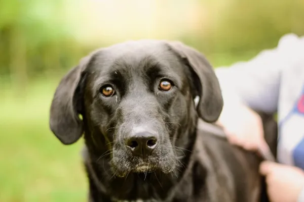 Pies do adopcji, Radom, 24 września 2025 (1/5)