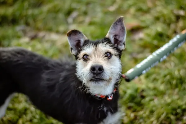 Pies do adopcji, Radom, 4 lutego 2025 (1/5)