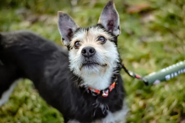 Pies do adopcji, Radom, 4 lutego 2025 (2/5)