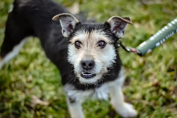 Pies do adopcji, Radom, 4 lutego 2025 (3/5)