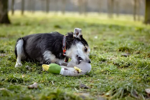 Pies do adopcji, Radom, 4 lutego 2025 (4/5)