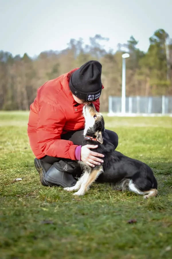 Pies do adopcji, Radom, 4 lutego 2025 (5/5)