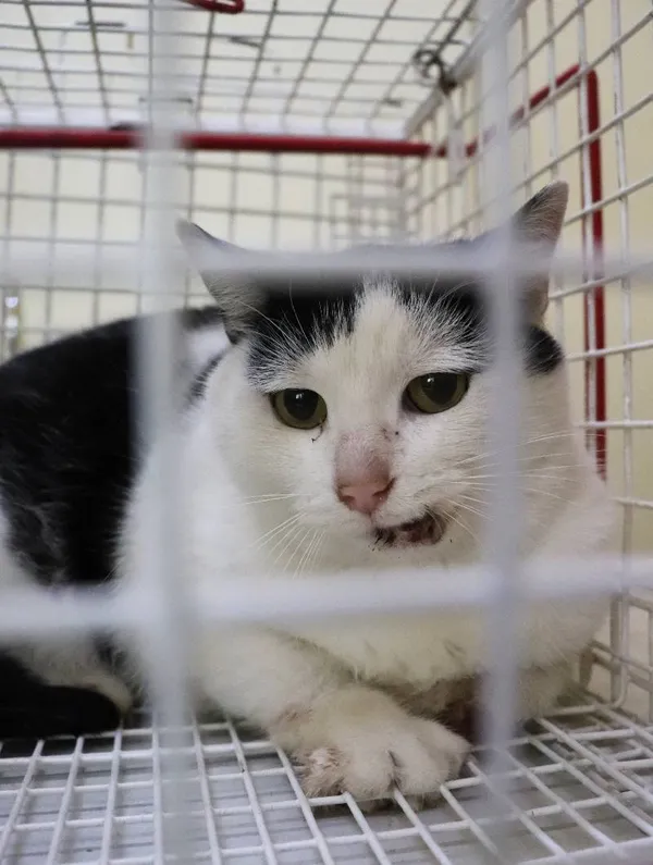 Znaleziono kota, Łódź, 9 października 2024 (1/3)