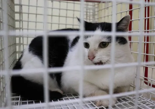 Znaleziono kota, Łódź, 9 października 2024 (2/3)