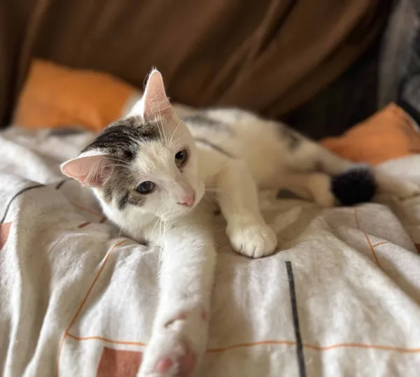 Znaleziono kota, Chojnice, 7 października 2024 (1/2)