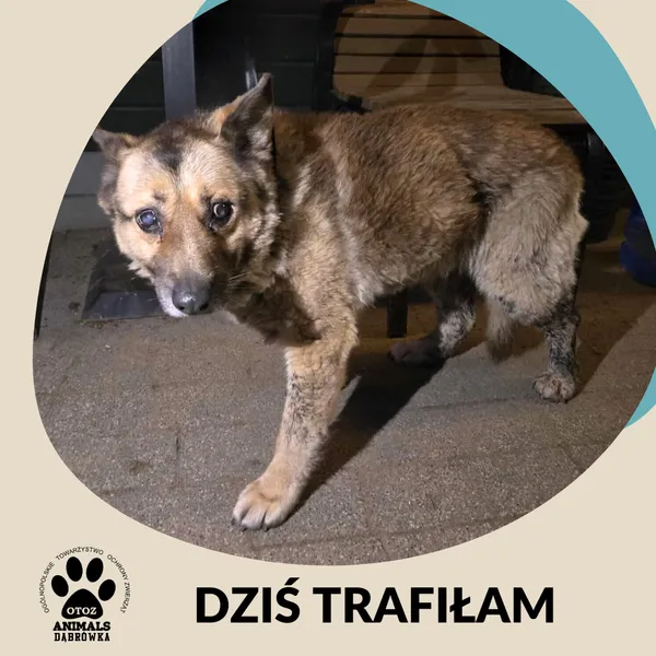 Znaleziono psa, Dąbrówka, 28 grudnia 2025