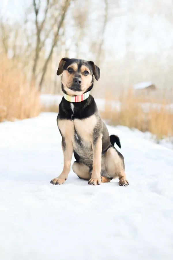 Znaleziono psa, Sosnowiec, 4 października 2024 (1/5)