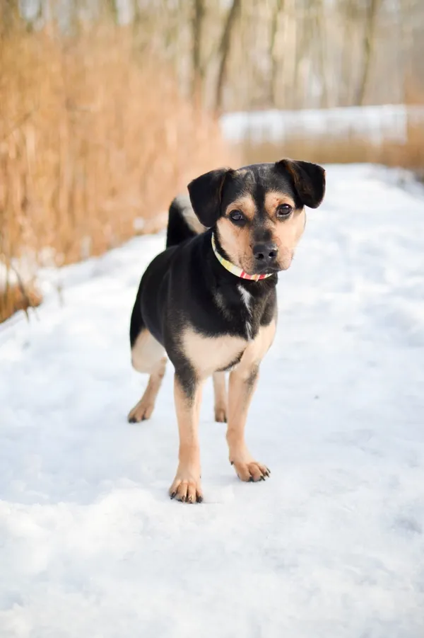 Znaleziono psa, Sosnowiec, 4 października 2024 (2/5)