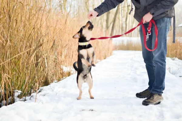 Znaleziono psa, Sosnowiec, 4 października 2024 (3/5)