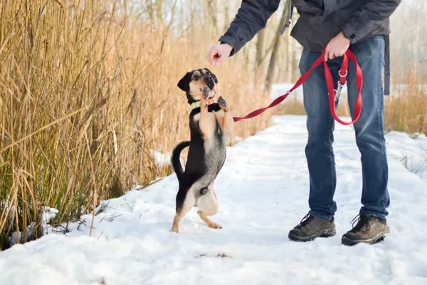 Znaleziono psa, Sosnowiec, 4 października 2024 (4/5)
