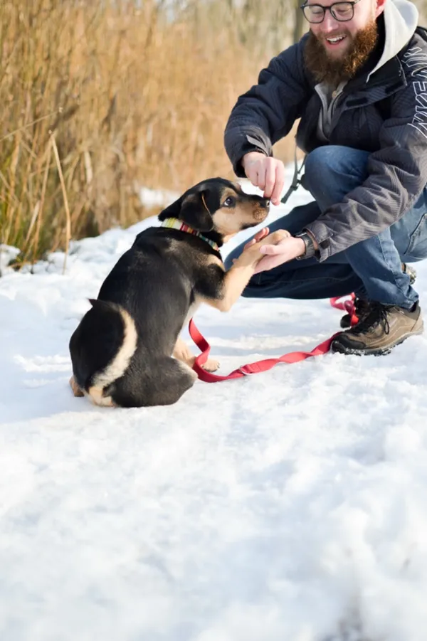 Znaleziono psa, Sosnowiec, 4 października 2024 (5/5)