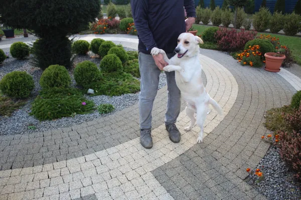 Pies do adopcji, Dębniak, 8 października 2024