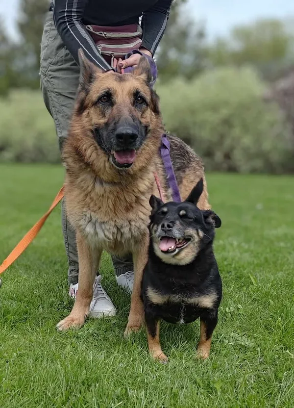 Znaleziono psa, Lublin, 14 października 2024