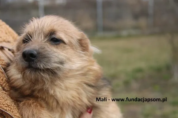 Pies do adopcji, Nowy Dwór Mazowiecki, 15 października 2024 (3/4)