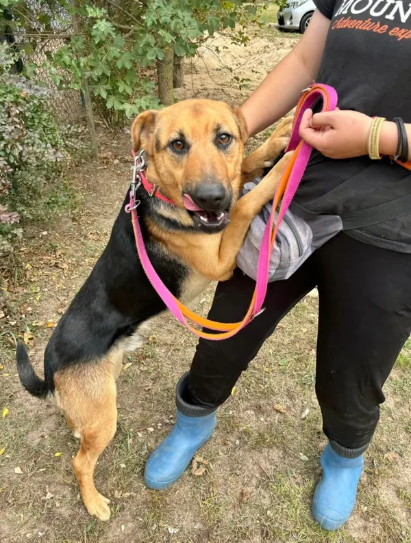 Pies do adopcji, Przyborówko, 29 kwietnia 2025 (1/5)