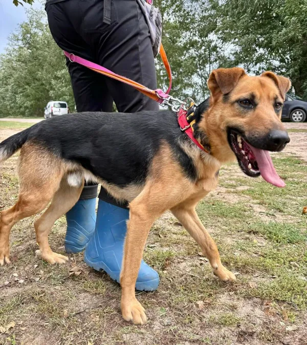 Pies do adopcji, Przyborówko, 29 kwietnia 2025 (2/5)