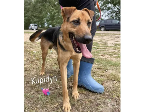 Pies do adopcji, Przyborówko, 29 kwietnia 2025 (3/5)