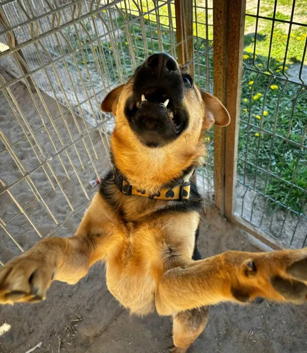 Pies do adopcji, Przyborówko, 29 kwietnia 2025 (4/5)