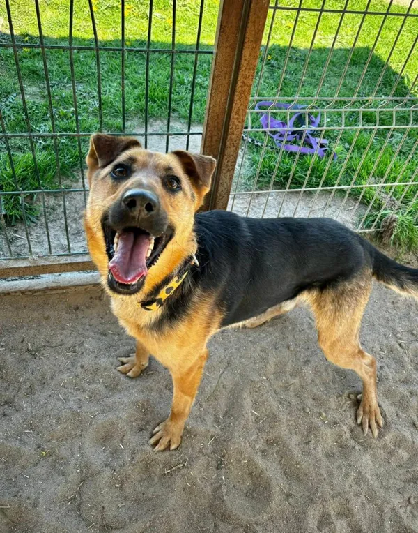 Pies do adopcji, Przyborówko, 29 kwietnia 2025 (5/5)