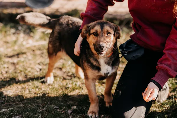 Pies do adopcji, Czartki, 18 października 2024 (1/5)