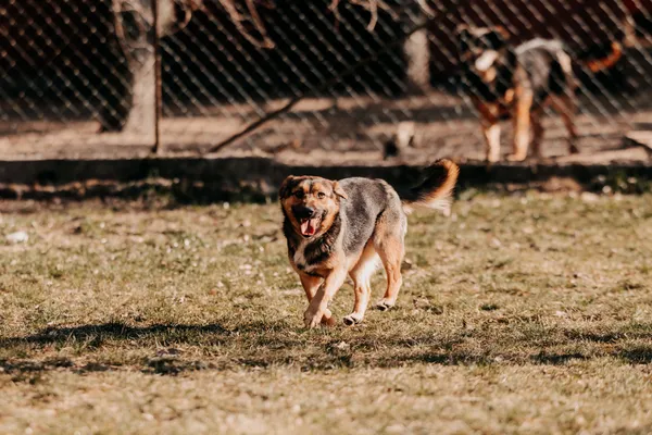 Pies do adopcji, Czartki, 18 października 2024 (2/5)