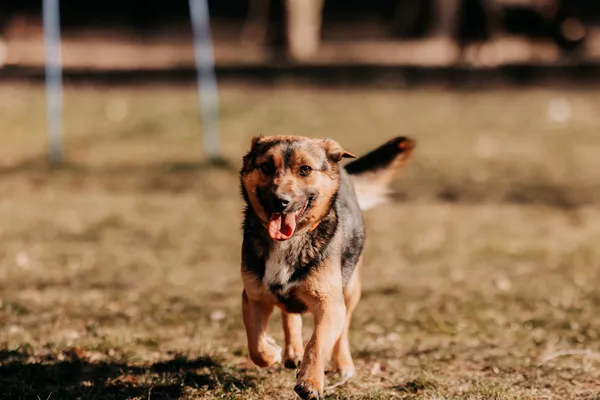 Pies do adopcji, Czartki, 18 października 2024 (3/5)