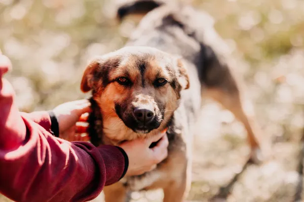 Pies do adopcji, Czartki, 18 października 2024 (4/5)