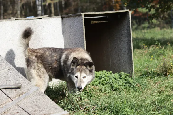 Pies do adopcji, Dłużyna Górna, 19 października 2024 (3/5)