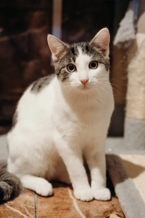 Kot do adopcji, Korabiewice, 21 października 2024 (1/5)