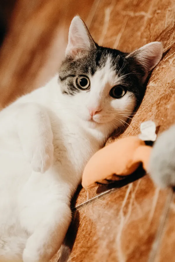 Kot do adopcji, Korabiewice, 21 października 2024 (2/5)