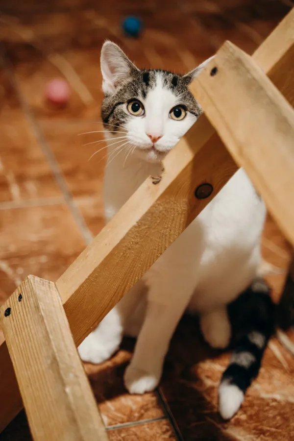 Kot do adopcji, Korabiewice, 21 października 2024 (3/5)