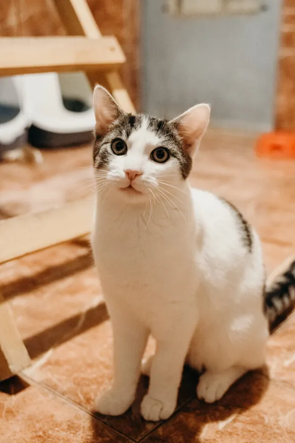 Kot do adopcji, Korabiewice, 21 października 2024 (5/5)