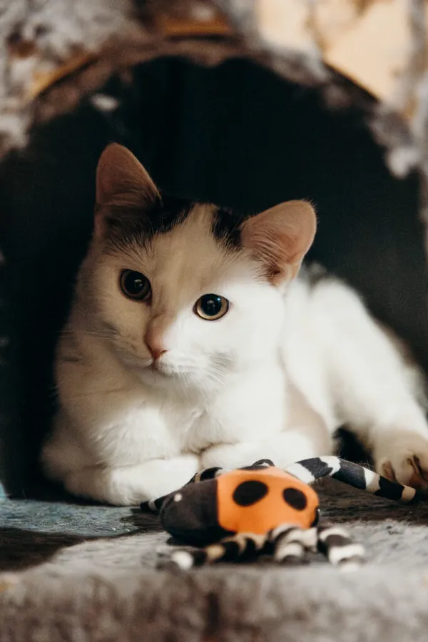 Kot do adopcji, Korabiewice, 21 października 2024 (2/5)