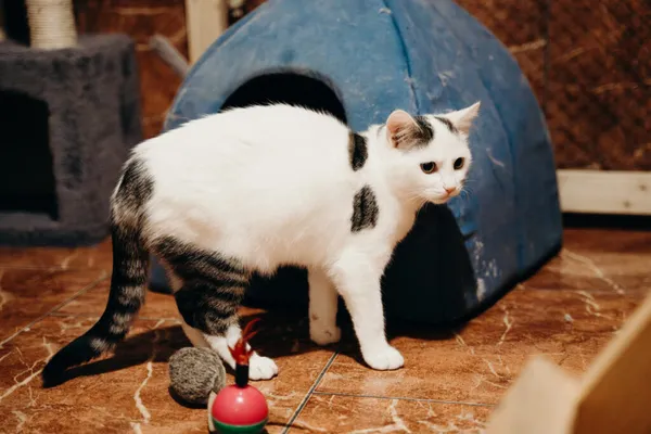 Kot do adopcji, Korabiewice, 21 października 2024 (4/5)