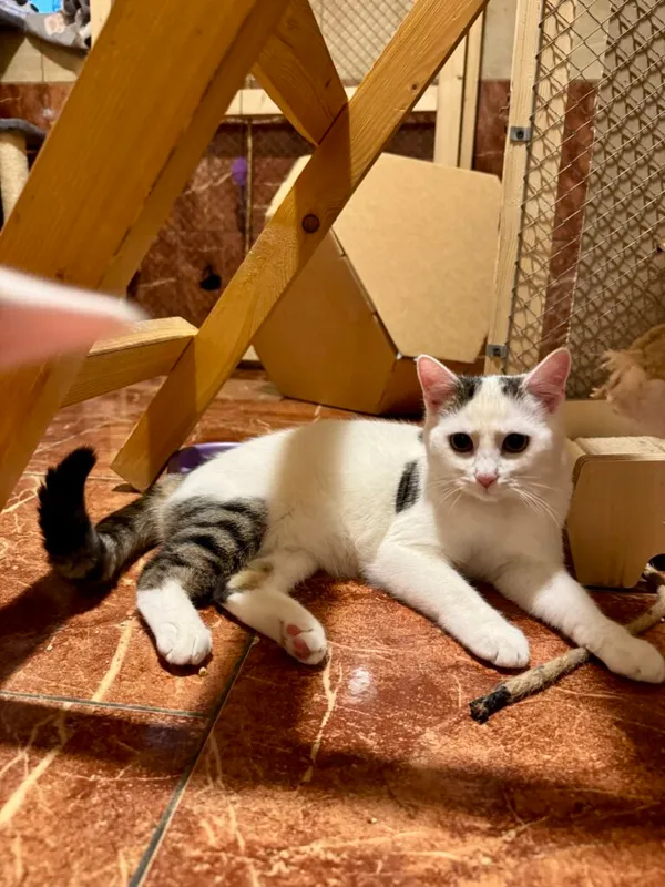 Kot do adopcji, Korabiewice, 21 października 2024 (5/5)