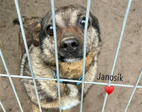 Pies do adopcji, Przyborówko, 20 maja 2025 (1/5)