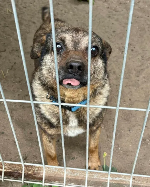 Pies do adopcji, Przyborówko, 20 maja 2025 (2/5)