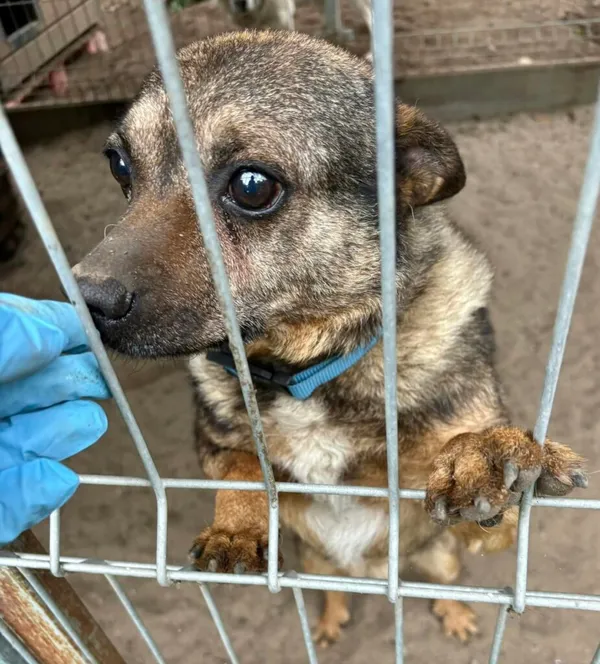 Pies do adopcji, Przyborówko, 20 maja 2025 (3/5)