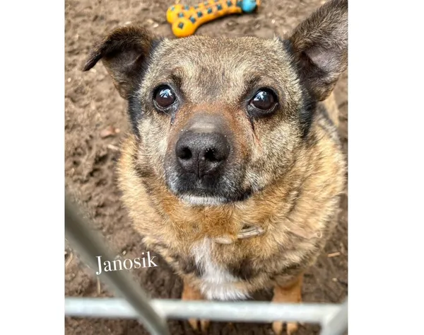 Pies do adopcji, Przyborówko, 20 maja 2025 (5/5)